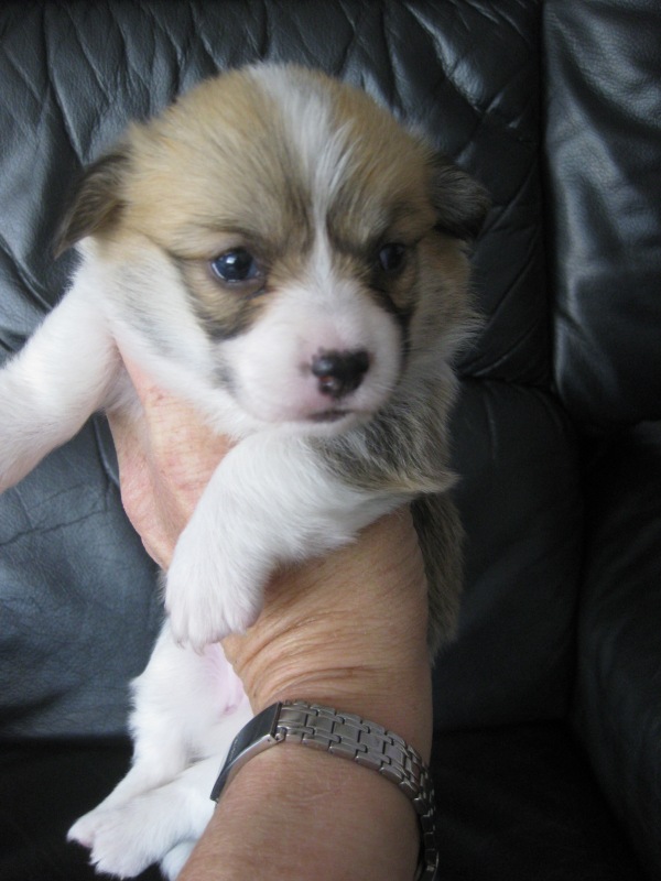 Puppies